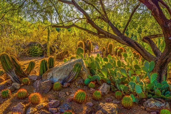 Desert Botanical Garden