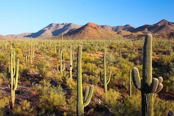 Saguaro National Park