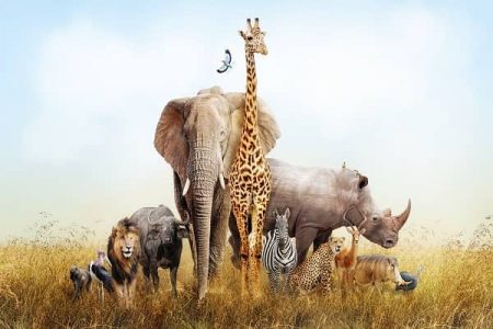 60+ Fun Animal Trivia Questions with Answers in 2025