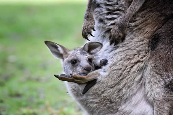 how big is a newborn kangaroo? find out with animal trivia
