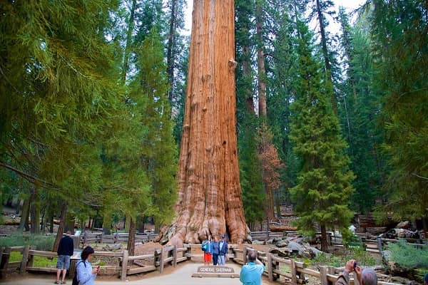  Sequoia National Park