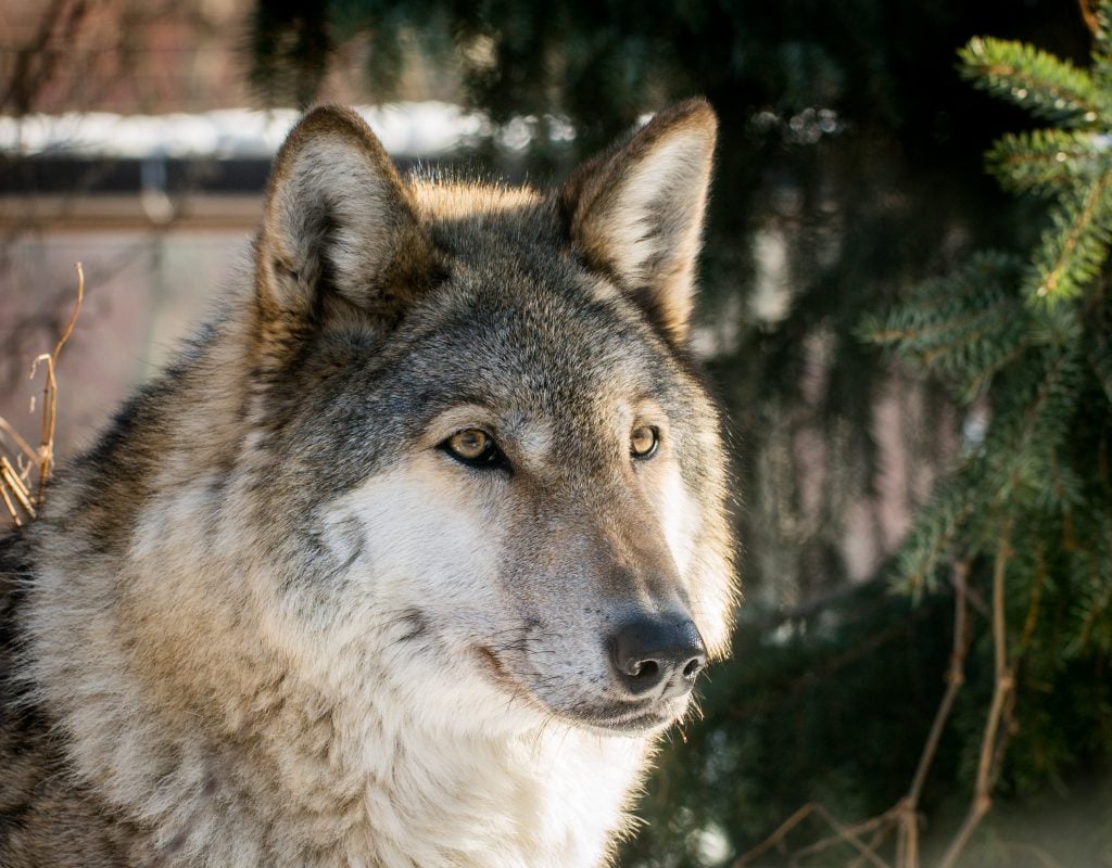 young cream colored wolf