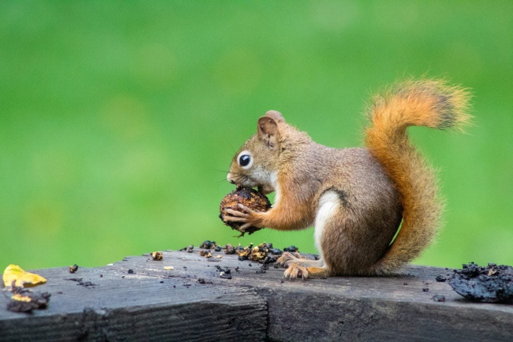 squirrel eating nut