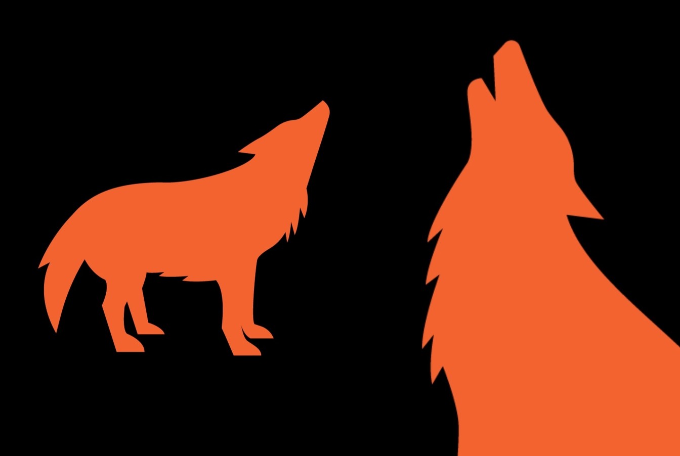 orange howling wolf on a black background