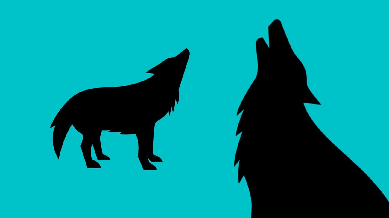 black wolf on a yellow background