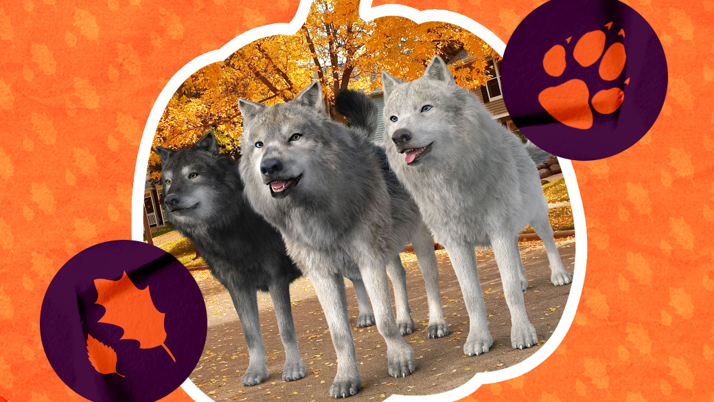 Three wolves in Fall season at Great Wolf Lodge