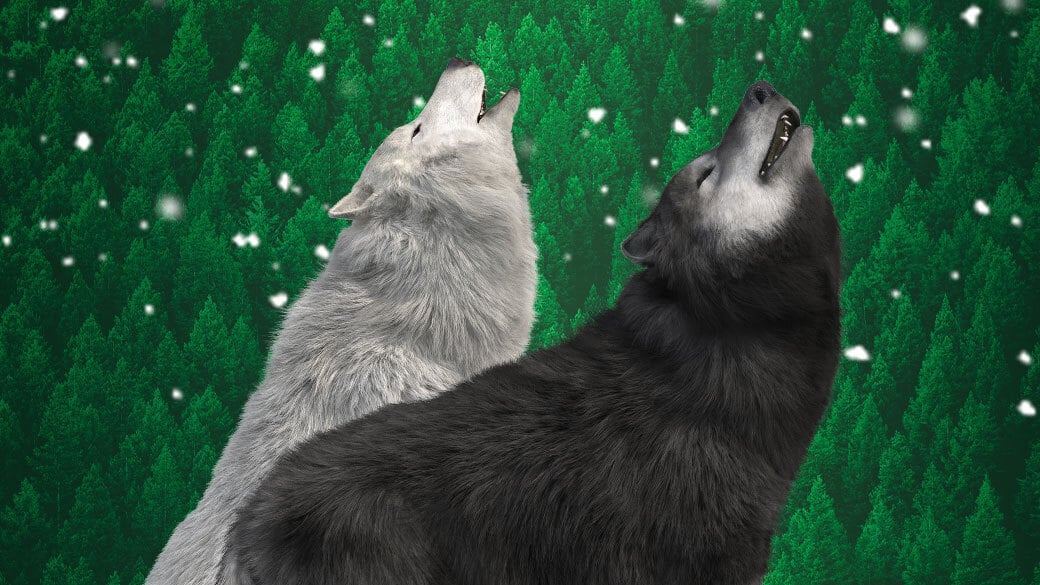 Two wolves in the howling in forest