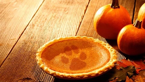 A pumpkin pie with the Great Wolf Lodge paw print.