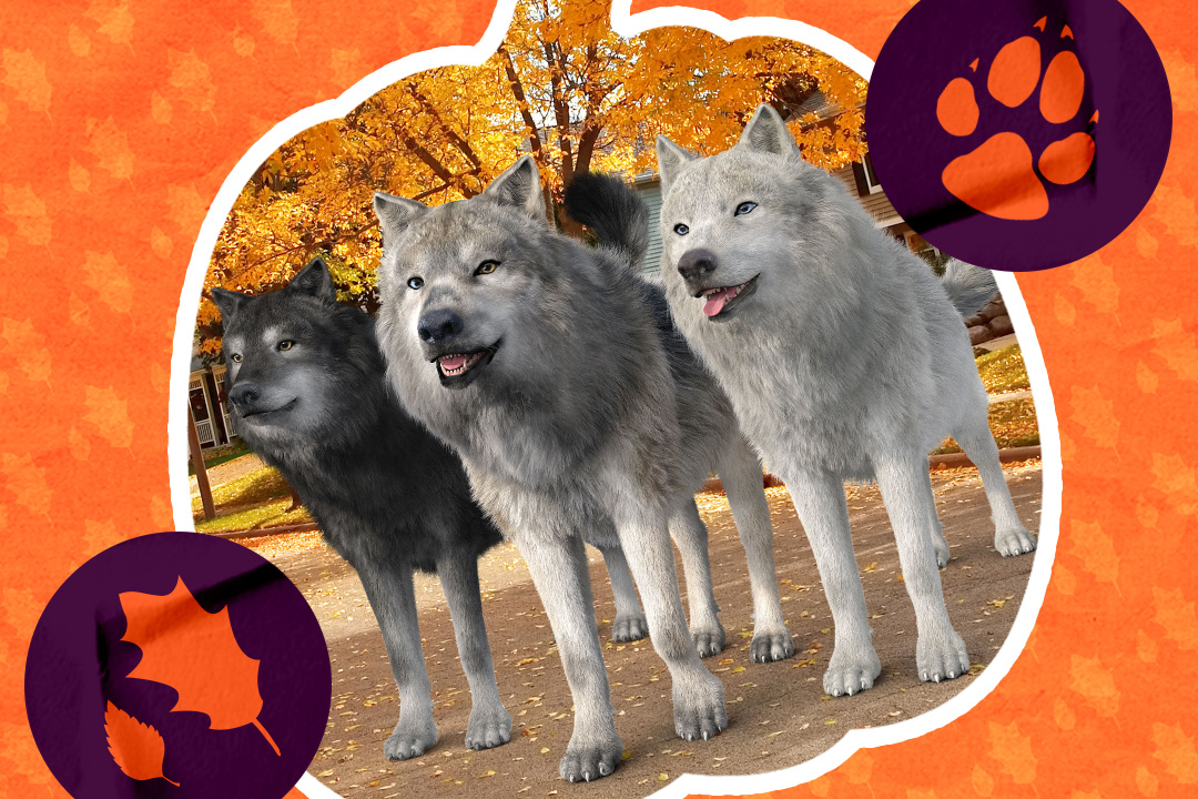 three wolves standing on the street during Fall Season
