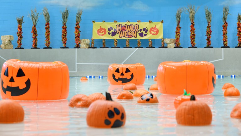 pumpkins floating in a pool